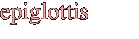 epiglottis