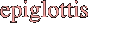 epiglottis