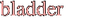 bladder