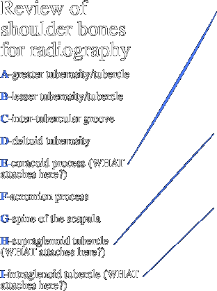 Review of shoulder bones for